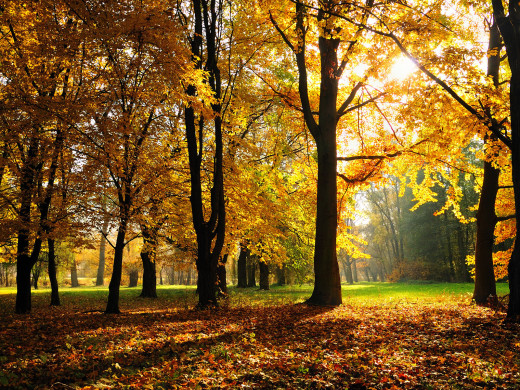 49472 (a): :1600x1200